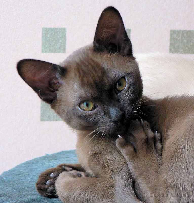 P1100275 perdita.jpg